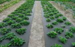 Выращивание клубники под агроволокном видео