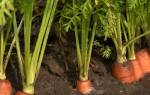 Как замачивать семена моркови перед посадкой