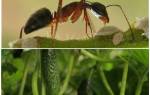 Могут ли муравьи съесть семена огурцов