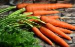 Посадка моркови весной видео