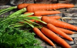 Посадка моркови весной видео